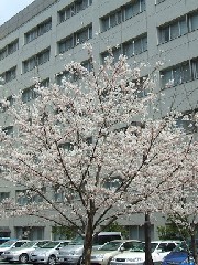 総合研究棟の桜